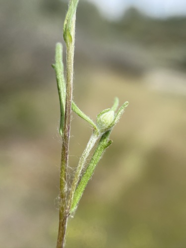 Image of Pseudobahia bahiifolia by (c) Matt Berger, some rights reserved (CC BY)