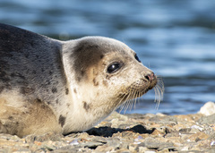 Pagophilus groenlandicus