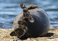 Pagophilus groenlandicus