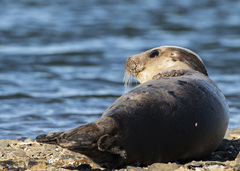 Pagophilus groenlandicus