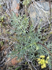 Lomatium congdonii