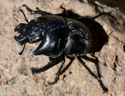 Lethrus fallax