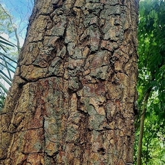 Erythrina mulungu