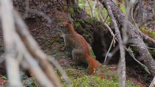 American Red Squirrel
