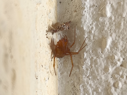 Red House Spider