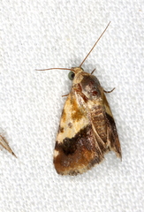 Acontia detrita