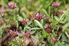 Trifolium variegatum