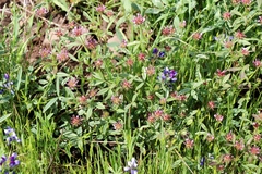 Trifolium variegatum