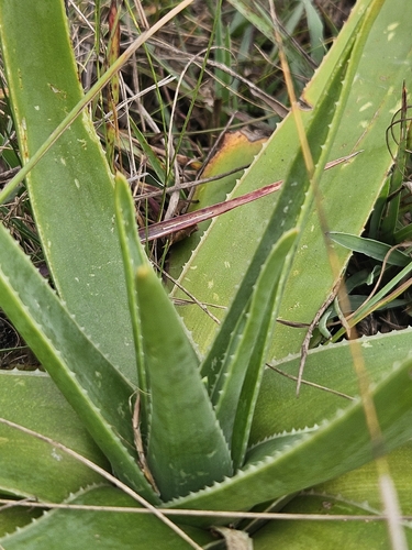 Ecklon's aloe
