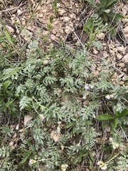 Astragalus nuttallianus austrinus