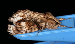 Zalissa catocalina