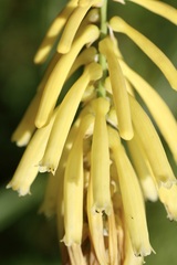 Kniphofia laxiflora, photograph (c) Dr. Alexey Yakovlev, some rights reserved (CC BY)