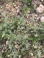 Astragalus nuttallianus austrinus