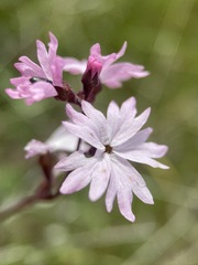 Lithophragma parviflorum