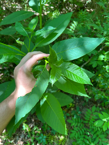 American pokeweed