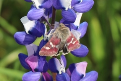 Heliothodes diminutiva