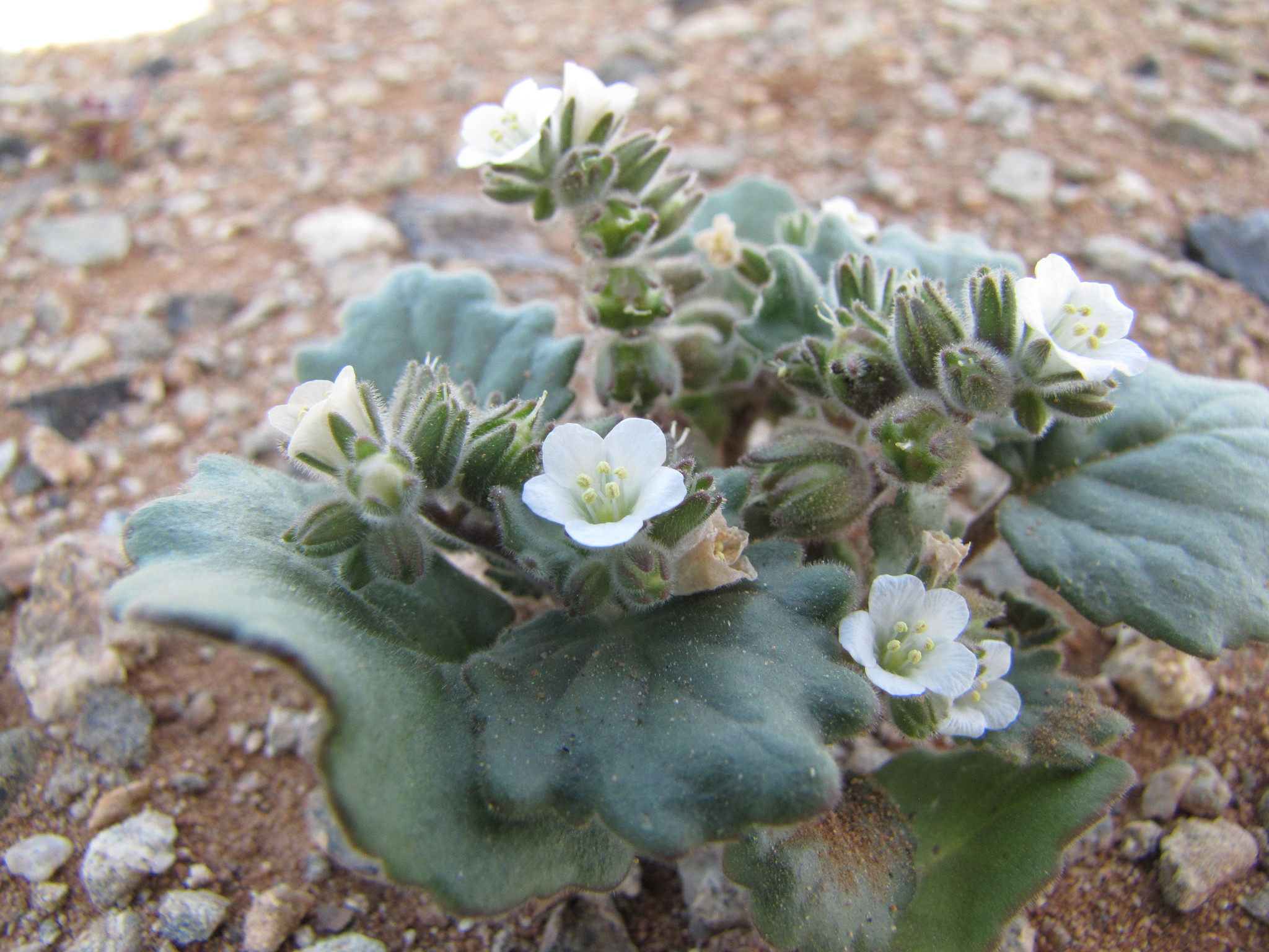 Phacelia neglecta