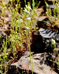 Streptanthus diversifolius