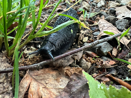 Black Slug