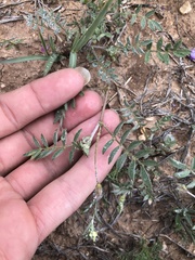 Astragalus nuttallianus austrinus