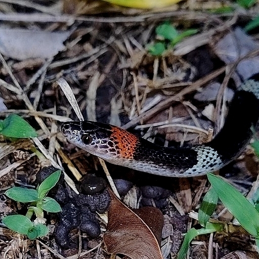 Oxyrhopus rhombifer inaequifasciatus