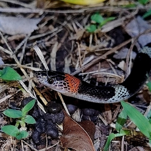 Amazon False Coral Snake