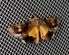 Zalissa catocalina