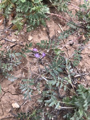 Astragalus nuttallianus austrinus