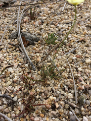 Hesperomecon linearis