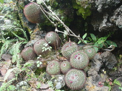 Mammillaria rhodantha fera-rubra
