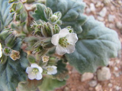 Phacelia neglecta