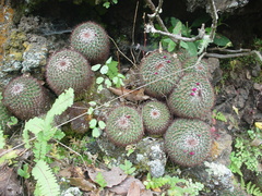 Mammillaria rhodantha fera-rubra