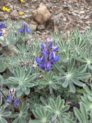 Lupinus spectabilis