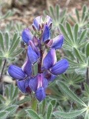 Lupinus spectabilis