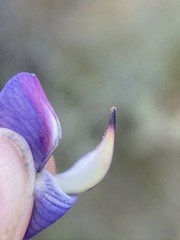 Lupinus spectabilis