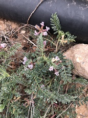 Astragalus plattensis