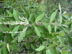 Garrya laurifolia