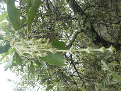 Garrya laurifolia