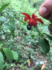 Ochnaceae