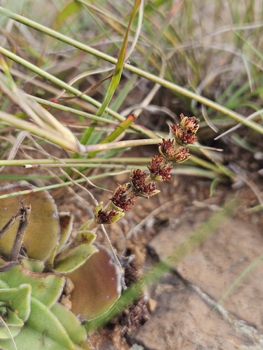 Crassula nodulosa