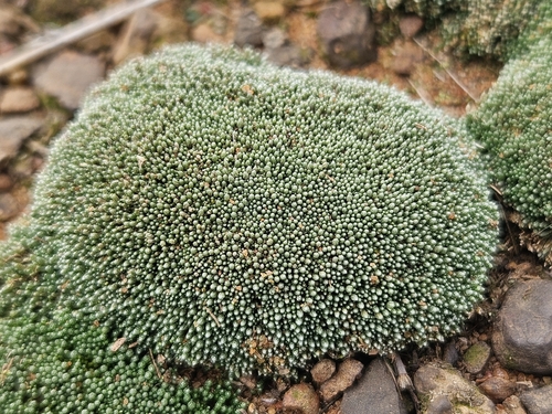 Silvery Bryum