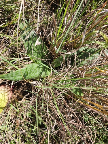 flat-leaved African hyacinth