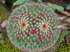 Mammillaria rhodantha fera-rubra
