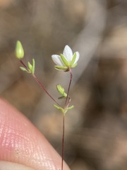 Sabulina californica