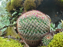 Mammillaria rhodantha fera-rubra