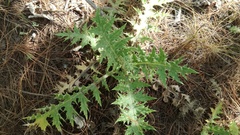 Cirsium ehrenbergii