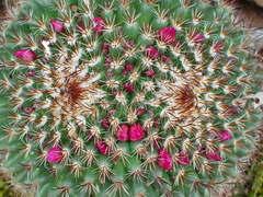Mammillaria rhodantha fera-rubra
