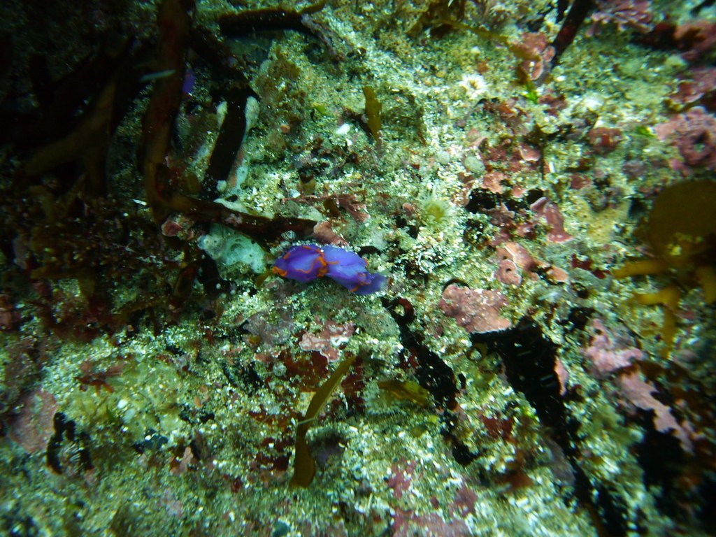 Bat-wing Seaslug