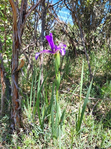 Iris reichenbachiana, photograph 5