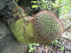Mammillaria rhodantha fera-rubra